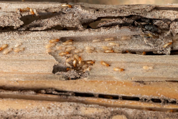 Best Residential Pest Control  in South Euclid, OH